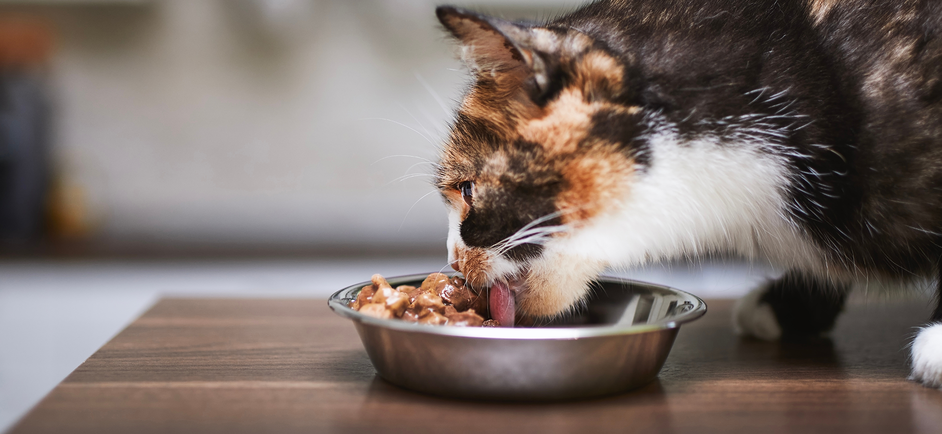 Nutriss es bueno para gato